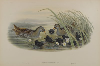 Spotted Crane by John Gould